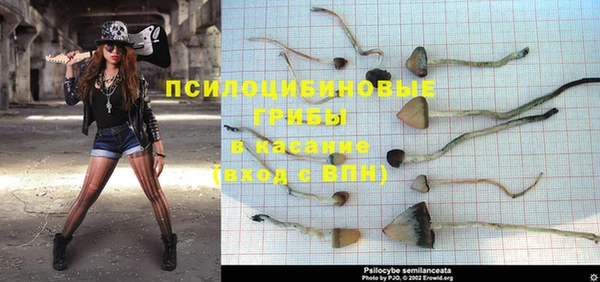 PSILOCYBIN Каменногорск